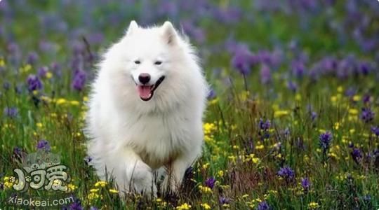 愛斯基摩犬吃什么狗糧好 愛斯基摩犬狗糧選擇推薦1