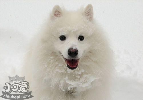 如何給愛(ài)斯基摩犬剪指甲 愛(ài)斯基摩犬剪指甲步驟1