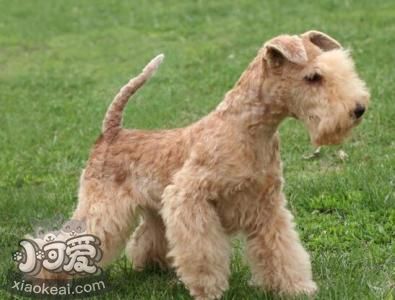 湖畔梗怎么洗澡 湖畔梗洗澡注意事項(xiàng)