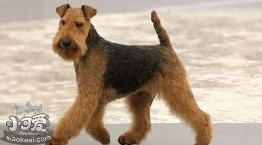 湖畔梗吃什么 湖畔梗喂食要點