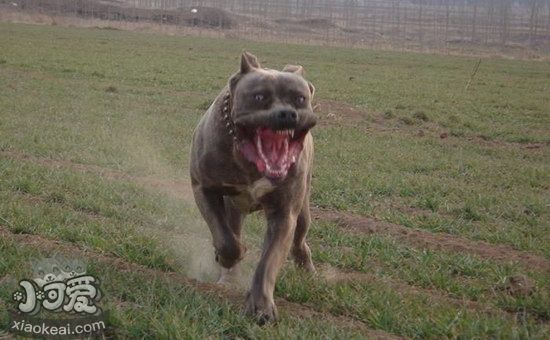 巴西非勒耳朵怎么清潔 巴西非勒犬耳朵清潔護(hù)理方法1