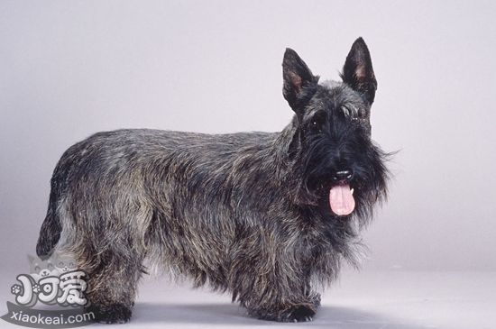 蘇格蘭梗吃什么狗糧 蘇格蘭梗狗糧推薦