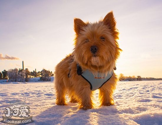 羅威士梗怎么養 羅威士梗飼養知識