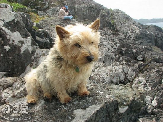 羅威士梗耳朵怎么清理 挪威梗耳朵清理方法