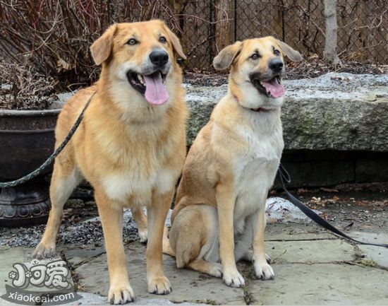 奇努克犬牙齒怎么清潔 奇努克犬牙齒護理方法2