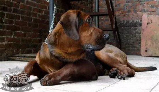 普羅特獵犬指甲剪出血處理方法0