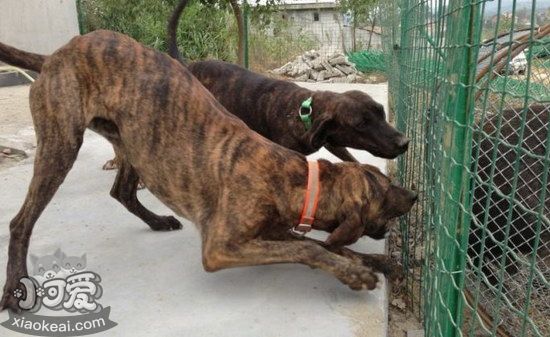 普羅特獵犬牙齒怎么清潔 普羅特獵犬牙齒護理方法1