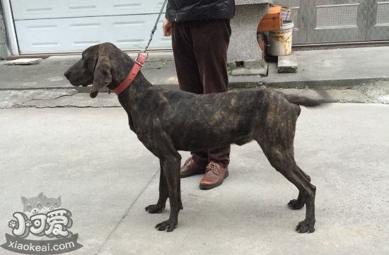 普羅特獵犬怎么修剪指甲 普羅特獵犬剪指甲方法1