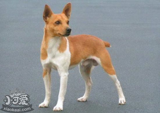 捕鼠梗犬怎么修剪指甲 捕鼠梗犬剪指甲方法1