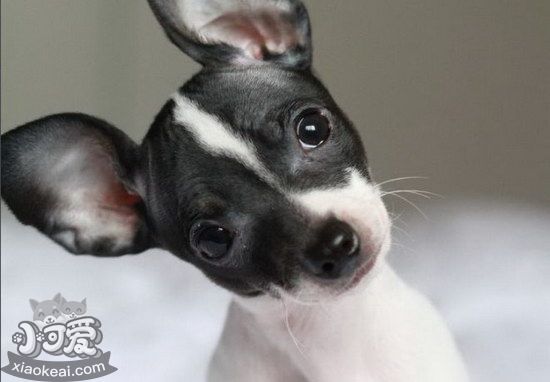 捕鼠梗犬牙齒怎么清潔 捕鼠梗犬口腔護理方法1