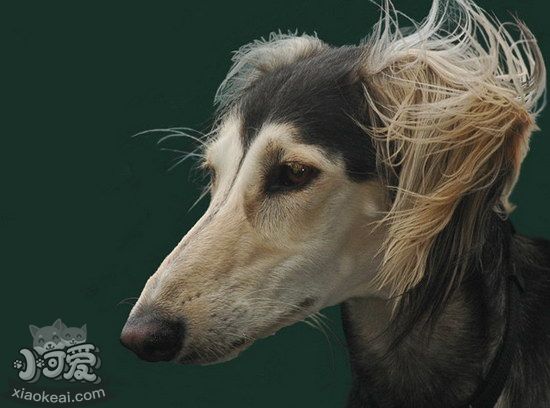 薩路基獵犬怎么養 薩路基獵犬飼養心得1