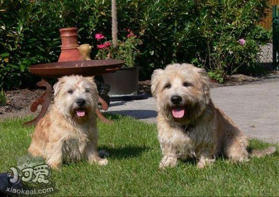 愛爾蘭峽谷梗怎么養(yǎng) 愛爾蘭峽谷梗飼養(yǎng)注意事項(xiàng)