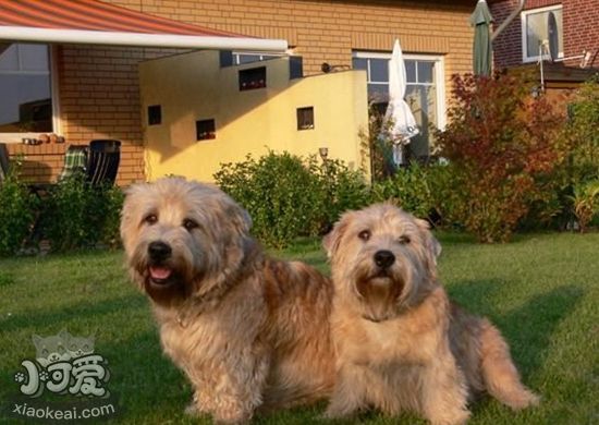 愛爾蘭峽谷梗洗澡要注意什么 愛爾蘭峽谷梗洗澡教程