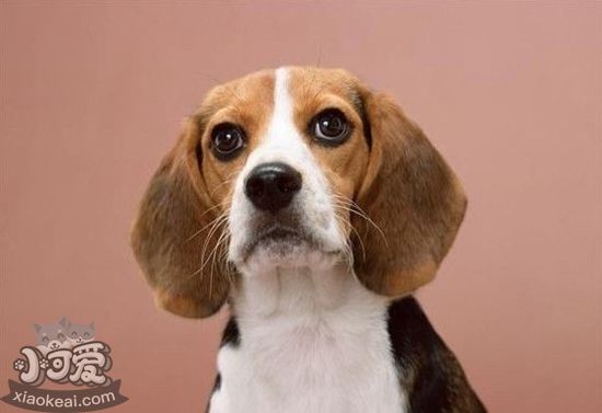 美國獵狐犬性格怎么樣 美國獵狐犬性格特點介紹