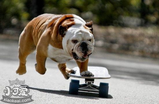 英國斗牛犬什么時候斷奶好 英國斗牛犬幼犬斷奶時間介紹1