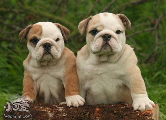 英國斗牛犬夏天中暑預防治療方法1