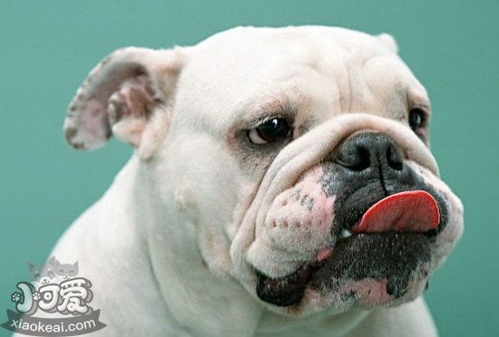 英國斗牛犬怎么修剪指甲 英國斗牛犬剪指甲方法1