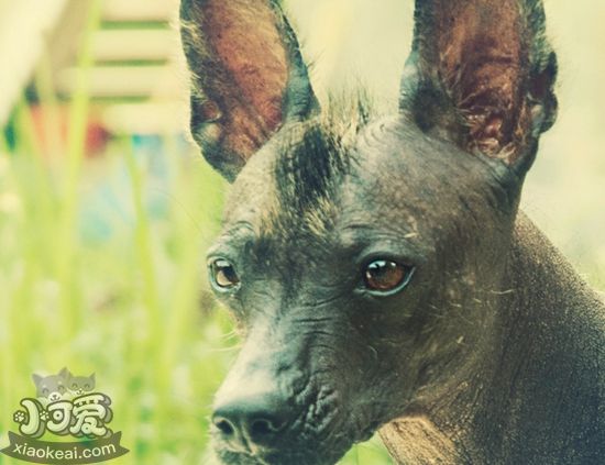 墨西哥無毛犬好養(yǎng)嗎 墨西哥無毛犬打理喂養(yǎng)
