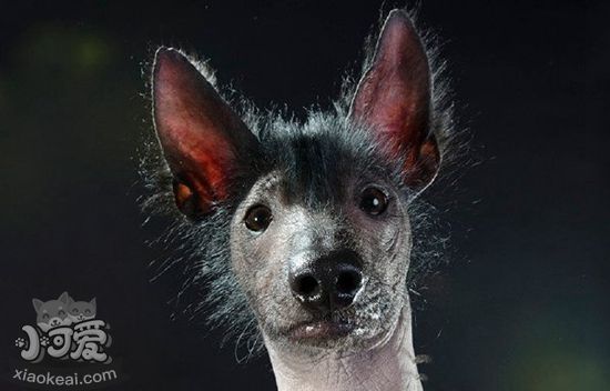 墨西哥無毛犬每天喂幾次 成年墨西哥無毛犬喂食一天兩次