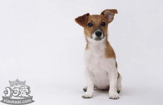 帕爾森羅塞爾梗耳朵怎么清潔 帕爾森羅塞爾梗耳朵護(hù)理方法1