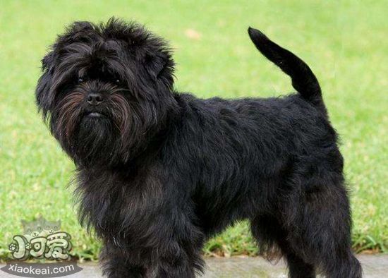 艾芬品吃什么 艾芬品喂食要點(diǎn)