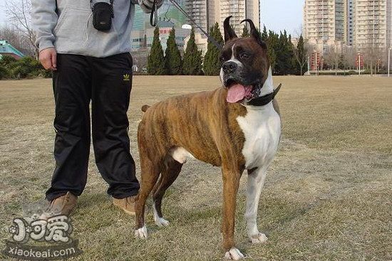 拳師犬怎么潔齒好 拳師犬牙齒清潔方法1