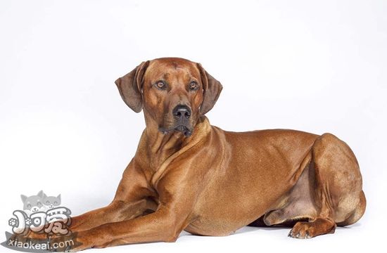 羅得西亞脊背犬好養嗎 獵獅犬喂養要點