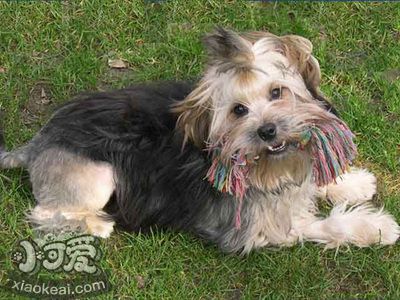 羅秦犬怎么護理 羅秦犬日常護理方法