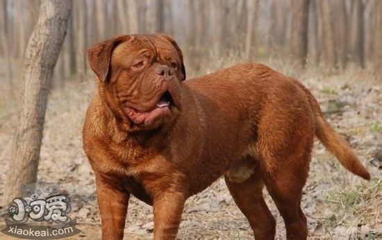 波爾多犬耳朵怎么清潔 波爾多犬梗耳朵護理方法1