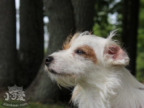 諾?？斯６湓趺辞鍧?諾?？斯６渥o(hù)理方法1