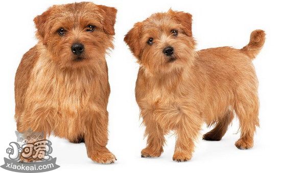 諾福克梗怎么自制狗糧 諾福克梗自制狗糧配方介紹2