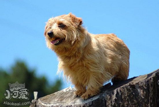 諾福克梗不能吃什么東西 諾福克梗不能吃的食物大全1