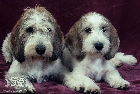 迷你貝吉格里芬凡丁犬嘔吐拉稀原因及解決方法1