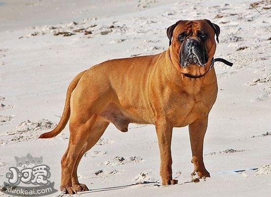 斗牛獒犬性格怎么樣 斗牛獒犬性格特點介紹