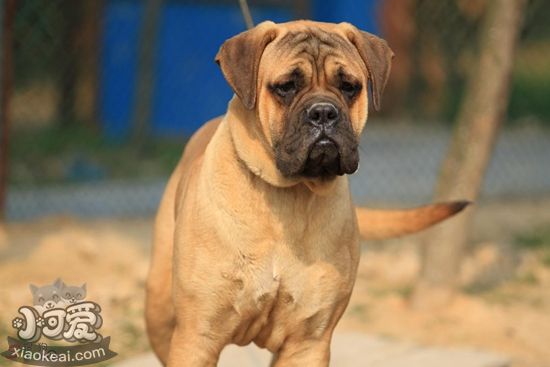 斗牛獒犬怎么護理 斗牛獒犬日常護理方法