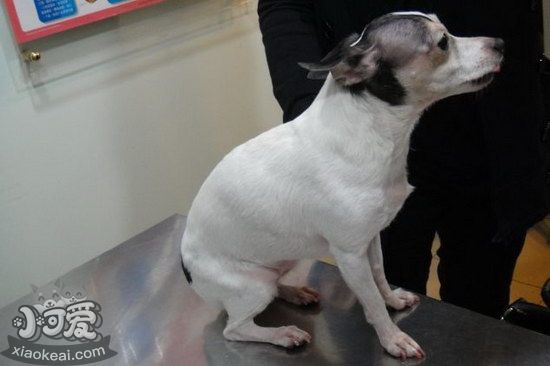 玩具獵狐梗細小癥狀有哪些 玩具獵狐梗細小病毒治療方法1