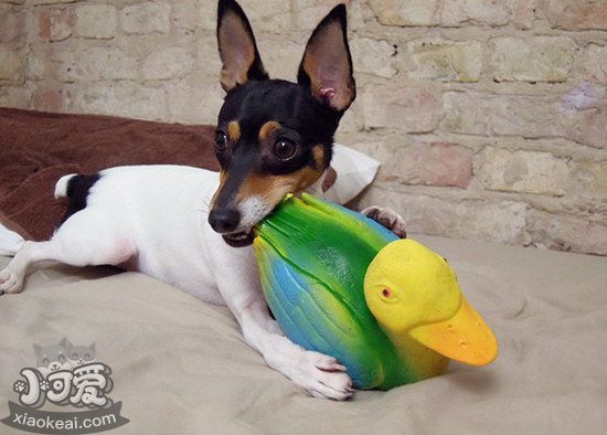 玩具獵狐梗怎么洗澡 玩具獵狐梗洗澡流程?及注意要點1