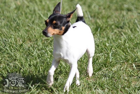 玩具獵狐梗吃什么狗糧好 玩具獵狐梗狗糧選擇推薦1