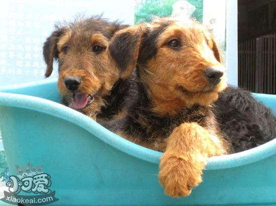 萬(wàn)能梗怎么喂 萬(wàn)能梗喂養(yǎng)要點(diǎn)