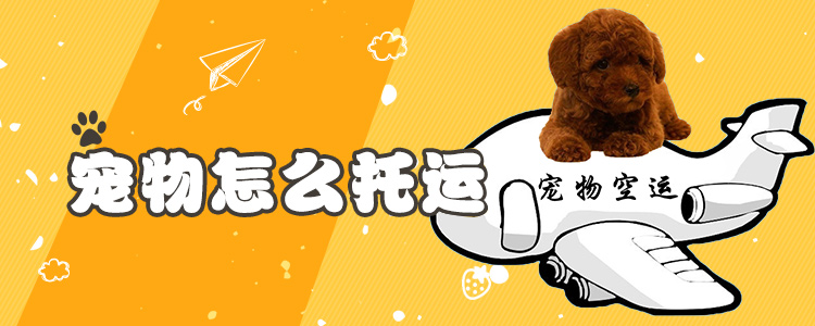 寵物怎么托運1