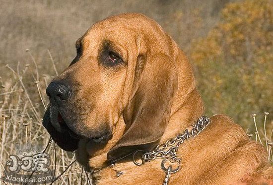 尋血獵犬洗澡要注意什么 尋血獵犬洗澡流程及注意要點(diǎn)1