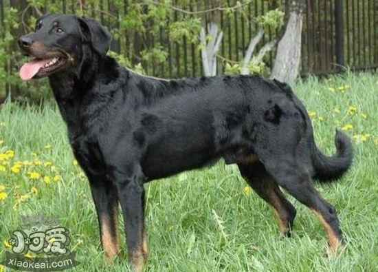 法國狼犬怎么養 法國狼犬飼養方法