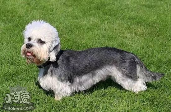 短腳長身梗怎么喂養 短腳長身梗喂養方法