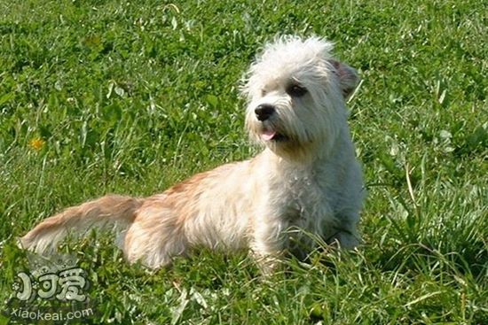 怎么給短腳長身梗洗牙 短腳長身梗洗牙方法