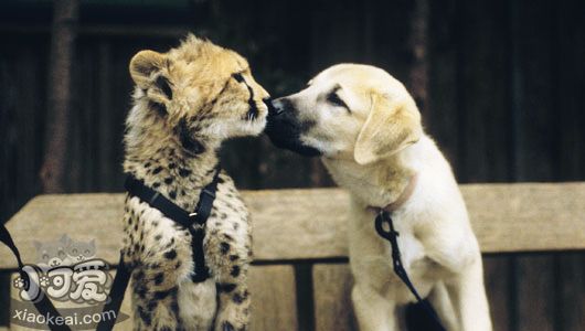 安納托利亞牧羊犬得了狂犬病怎么辦
