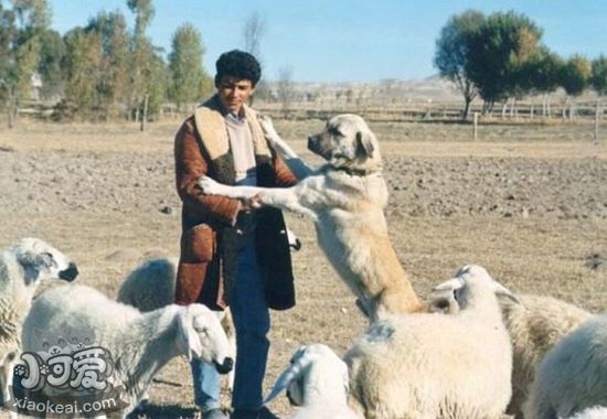 安納托利亞牧羊犬便秘怎么辦 便秘治療方法介紹