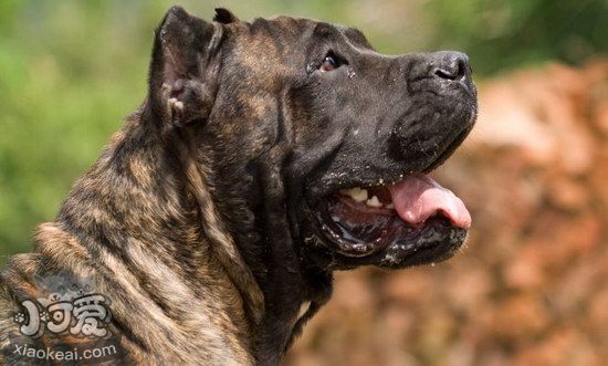 加納利犬怎么養(yǎng) 西班牙加納利犬飼養(yǎng)心得1