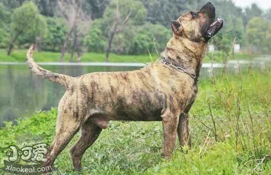 加納利犬鼻子干怎么處理 西班牙加納利犬鼻子干處理辦法1