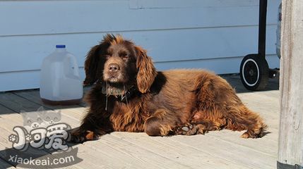 博伊金獵犬消化不良怎么辦 博伊金獵犬消化不良解決辦法
