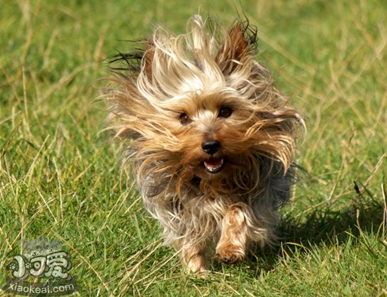 絲毛梗便秘怎么辦 絲毛梗便秘治療方法